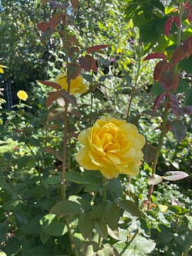 横浜イングリッシュガーデンに投稿された画像（2024/10/21）