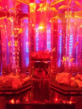 NARA KINGYO MUSEUMに投稿された画像（2024/10/21）