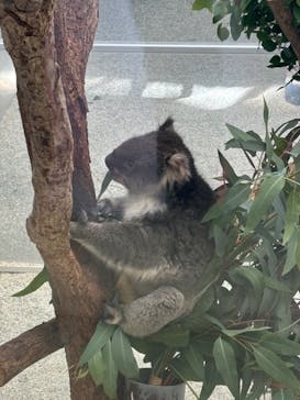 淡路ファームパーク イングランドの丘に投稿された画像（2024/10/21）