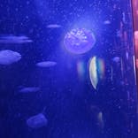 サンシャイン水族館に投稿された画像（2024/10/21）