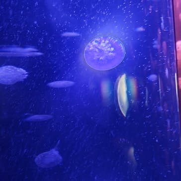 サンシャイン水族館に投稿された画像（2024/10/21）