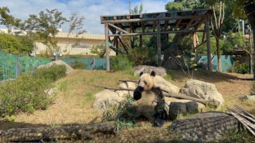 恩賜上野動物園に投稿された画像（2024/10/21）