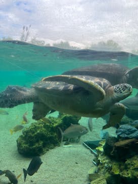 横浜・八景島シーパラダイスに投稿された画像（2024/10/21）
