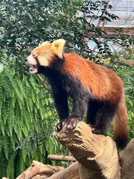 神戸どうぶつ王国に投稿された画像（2024/10/21）