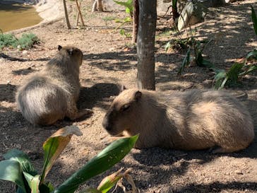 神戸どうぶつ王国に投稿された画像（2024/10/21）