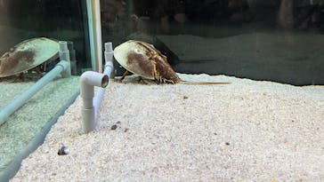 竹島水族館に投稿された画像（2024/10/21）