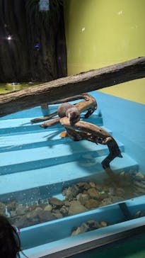 竹島水族館に投稿された画像（2024/10/21）