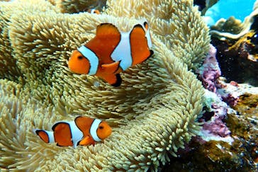 nico 宮古島に投稿された画像（2024/10/21）