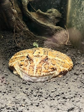 竹島水族館に投稿された画像（2024/10/21）