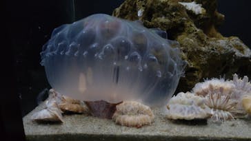 竹島水族館に投稿された画像（2024/10/21）