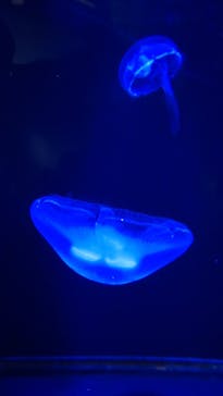 竹島水族館に投稿された画像（2024/10/21）