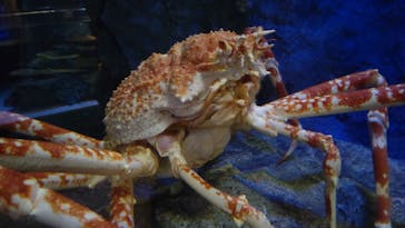 竹島水族館に投稿された画像（2024/10/21）