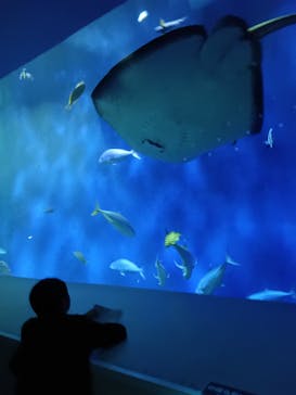 大分マリーンパレス水族館 「うみたまご」に投稿された画像（2024/10/21）