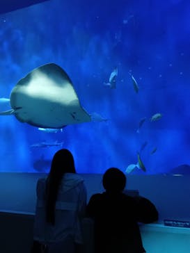 大分マリーンパレス水族館 「うみたまご」に投稿された画像（2024/10/21）