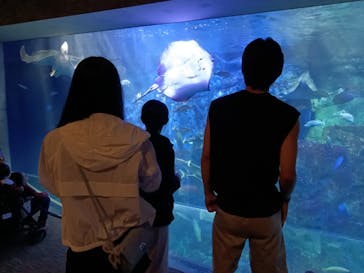 大分マリーンパレス水族館 「うみたまご」に投稿された画像（2024/10/21）