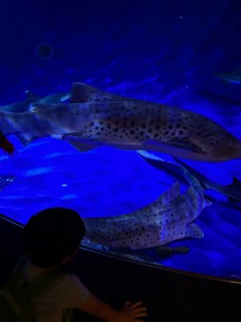 新江ノ島水族館に投稿された画像（2024/10/21）