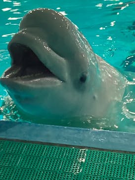 鴨川シーワールドに投稿された画像（2024/10/21）