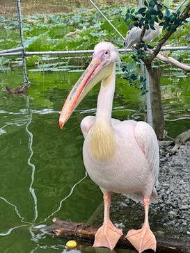 掛川花鳥園に投稿された画像（2024/10/21）