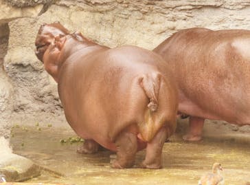 天王寺動物園に投稿された画像（2024/10/22）