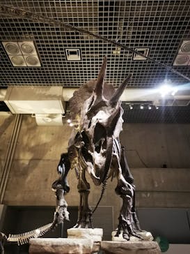 国立科学博物館に投稿された画像（2024/10/22）