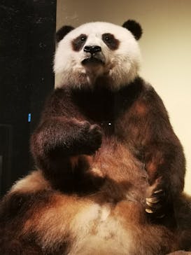 国立科学博物館に投稿された画像（2024/10/22）