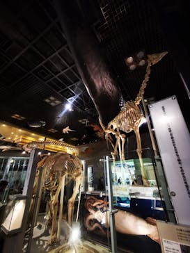 国立科学博物館に投稿された画像（2024/10/22）