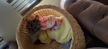 猫カフェモカ　池袋東口店に投稿された画像（2024/10/22）