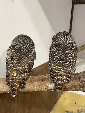 掛川花鳥園に投稿された画像（2024/10/22）