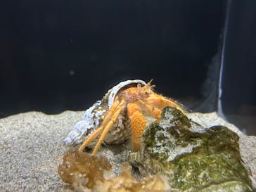 竹島水族館に投稿された画像（2024/10/22）