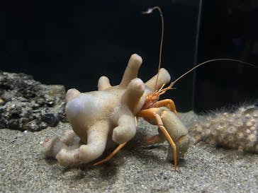 竹島水族館に投稿された画像（2024/10/22）