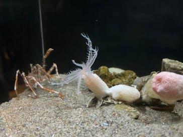 竹島水族館に投稿された画像（2024/10/22）