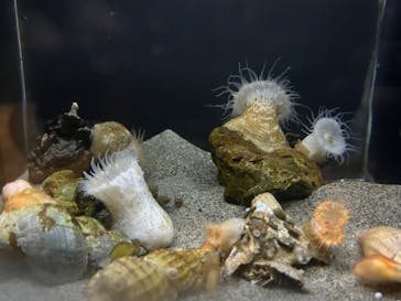 竹島水族館に投稿された画像（2024/10/22）