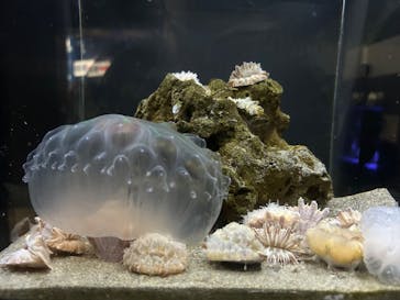 竹島水族館に投稿された画像（2024/10/22）