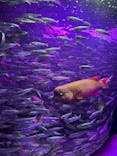サンシャイン水族館に投稿された画像（2024/10/22）