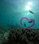 青の洞窟専門店　沖縄ダイビングショップ和に投稿された画像（2024/10/22）