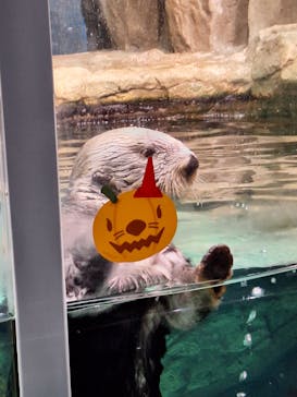 マリンワールド海の中道に投稿された画像（2024/10/22）