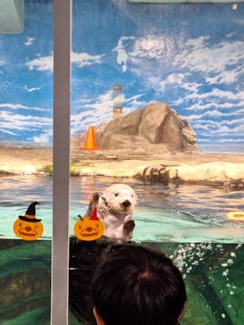 マリンワールド海の中道に投稿された画像（2024/10/22）