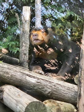恩賜上野動物園に投稿された画像（2024/10/22）