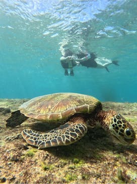 オースリーシュノーケル宮古島に投稿された画像（2024/10/22）