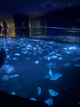 すみだ水族館に投稿された画像（2024/10/22）