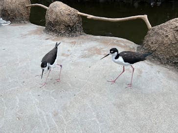 神戸どうぶつ王国に投稿された画像（2024/10/22）