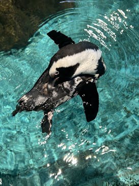 NIFREL（ニフレル）に投稿された画像（2024/10/22）