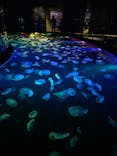 すみだ水族館に投稿された画像（2024/10/22）