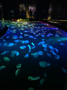 すみだ水族館に投稿された画像（2024/10/22）