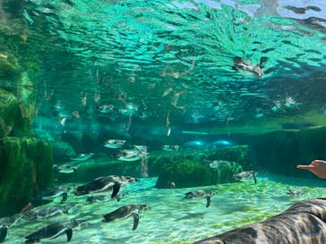 天王寺動物園に投稿された画像（2024/10/22）