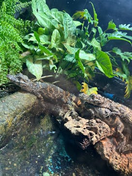 天王寺動物園に投稿された画像（2024/10/22）