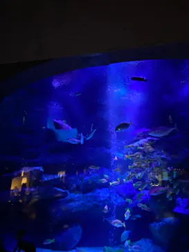 すみだ水族館に投稿された画像（2024/10/22）