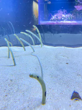 すみだ水族館に投稿された画像（2024/10/22）