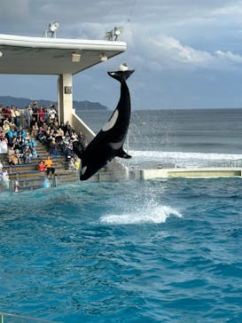 鴨川シーワールドに投稿された画像（2024/10/22）