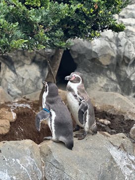 鴨川シーワールドに投稿された画像（2024/10/22）